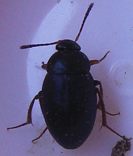 Réf. 254 396 : Catops sp.